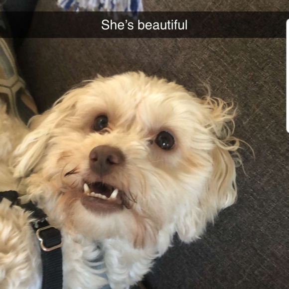 Meet your Posher, Dakota - Picture 2 of 8